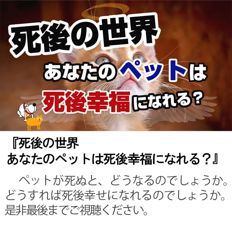 死後の世界あなたのペットは死後幸福になれる？